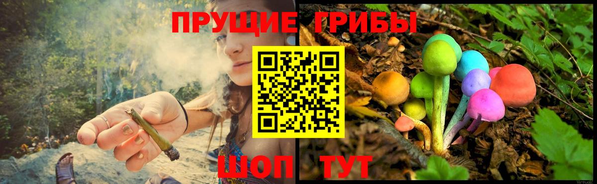 Галлюциногенные грибы Psilocybe Лабинск
